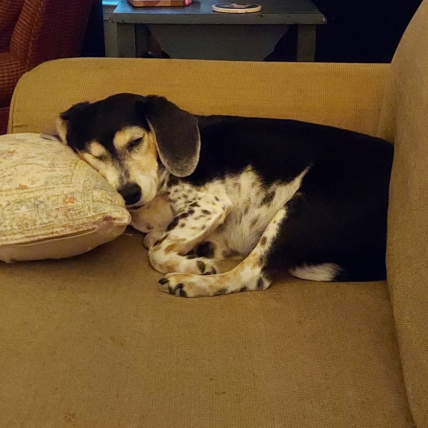 Our dog, Katie.