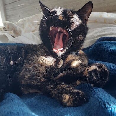 Our cat, Waffle.